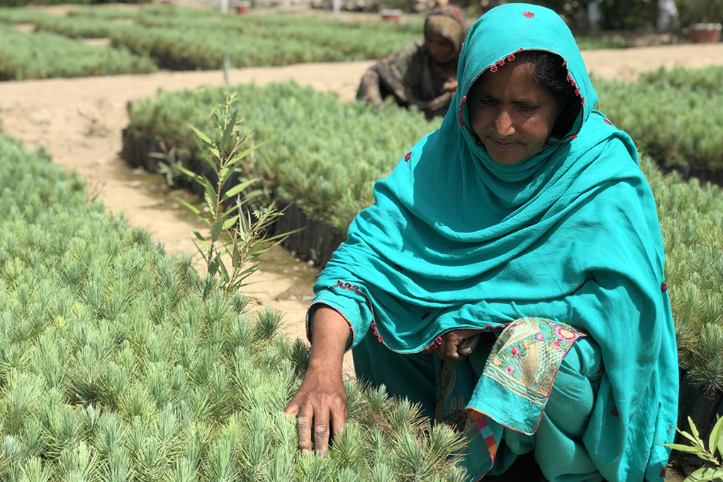 A woman working in a nursery as part of an employment scheme within the Clean Green Pakistan campaign.