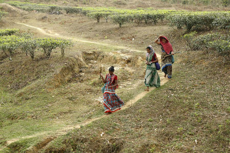 Apanhadoras de chá a caminho do trabalho na Gulni Tea Estate no Bangladesh